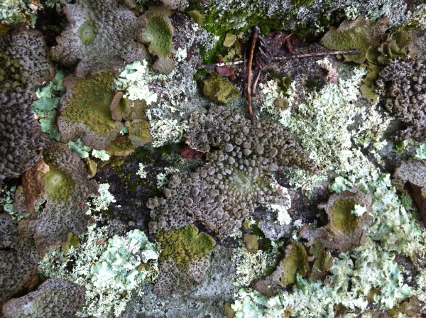 Lichen and Moss 